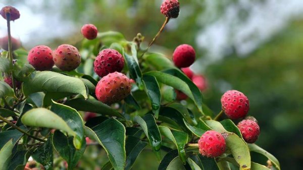 领牛策略 鹤峰：山荔不输“妃子笑”